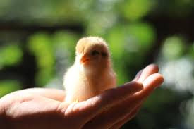 I LOVE Chicken !!